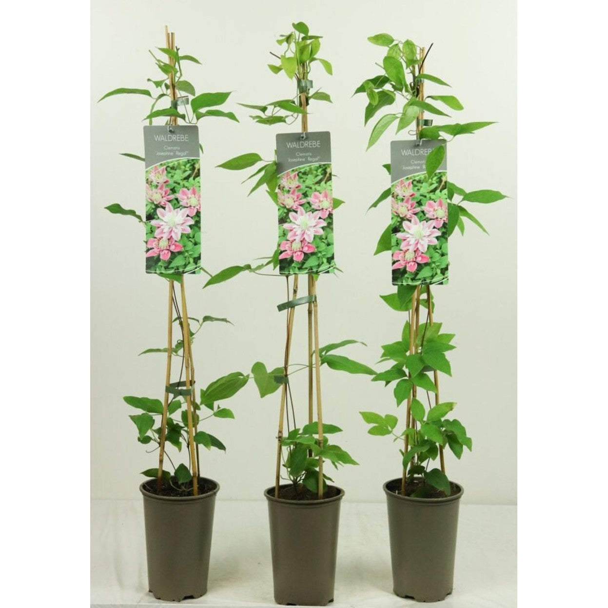 Klematis – Clematis 'Josephine'® - C2 60-80 CM Stick